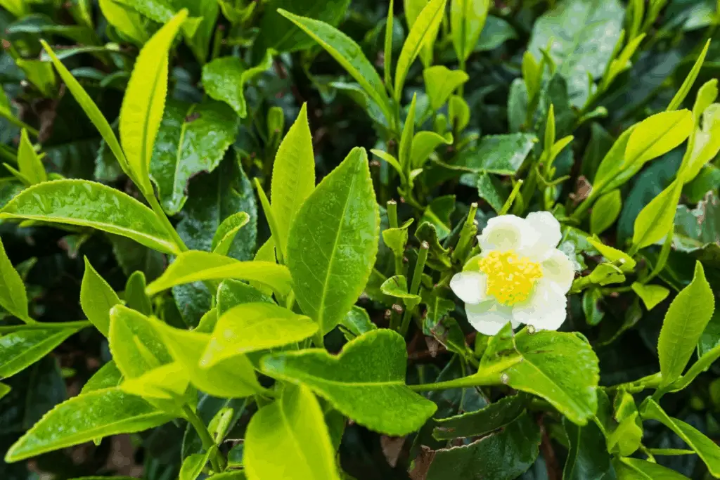 Como cultivar Chá (Camellia Sinensis)