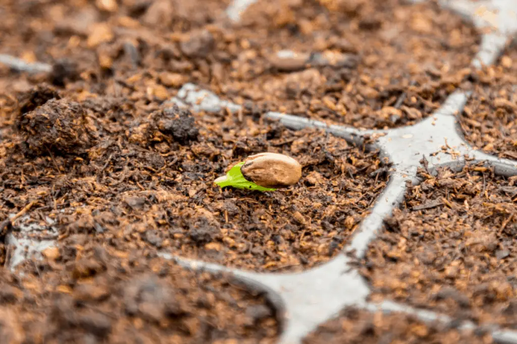 How to Grow Camellia Sinensis Indoors? A Step-By-Step Guide - Tea Crossing