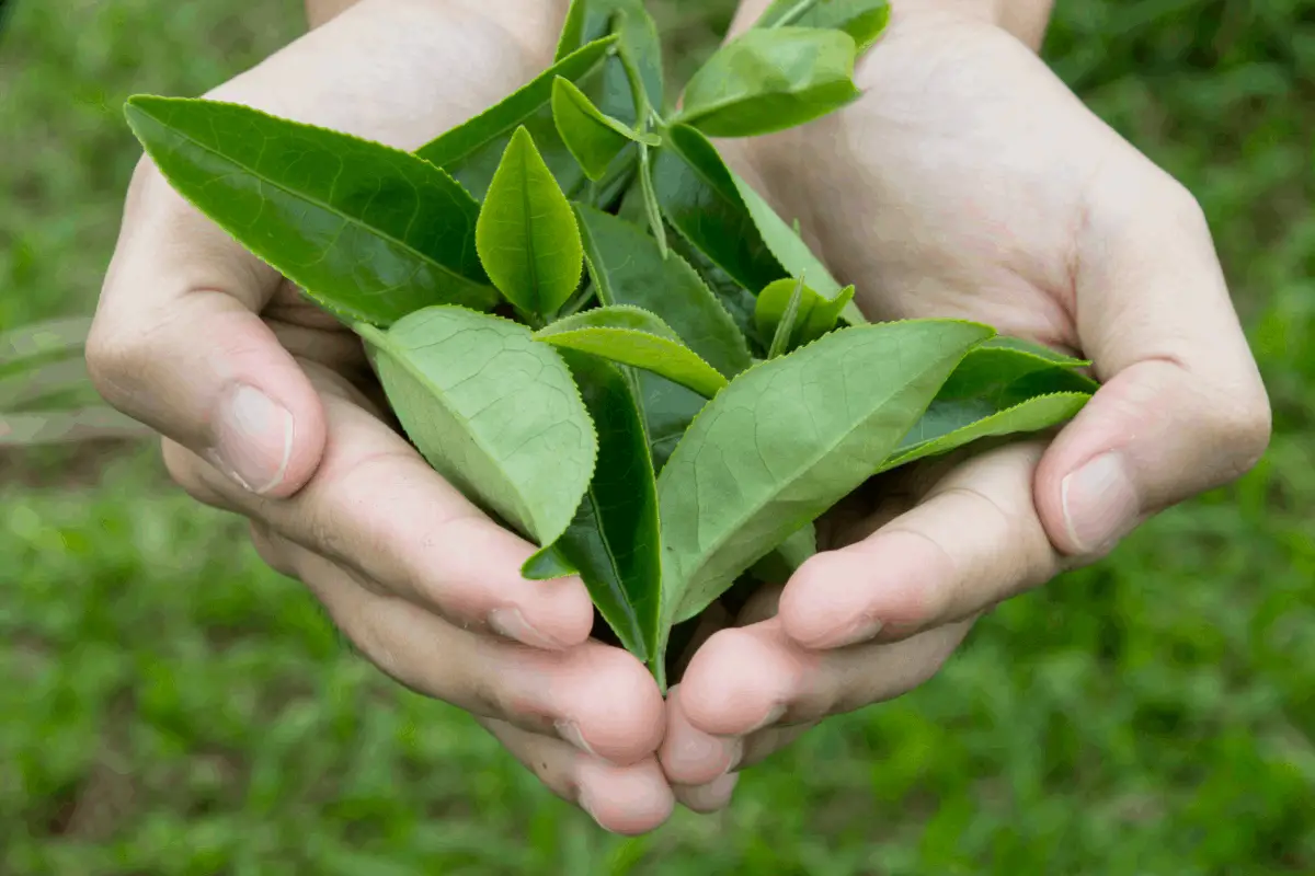 How to Grow Camellia Sinensis Indoors? A Step-By-Step Guide - Tea Crossing