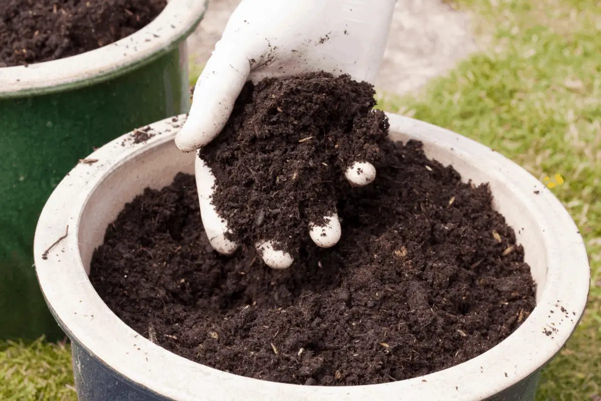 How to Grow Camellia Sinensis Indoors? A Step-By-Step Guide - Tea Crossing