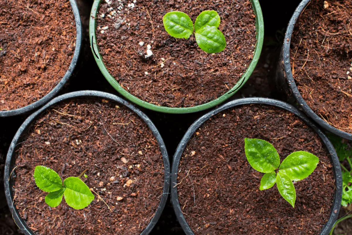 How to Grow Camellia Sinensis Indoors? A Step-By-Step Guide - Tea Crossing