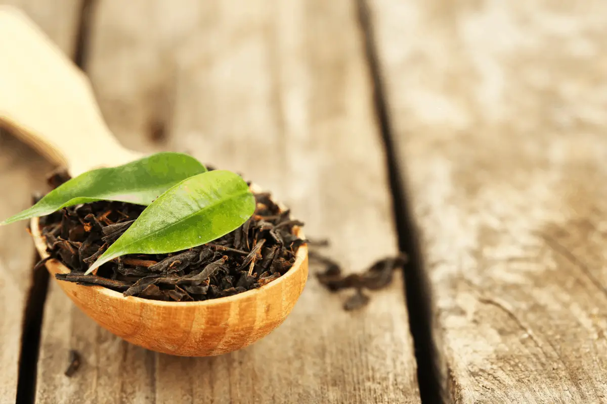 Where Does Tea Come From? Complete Guide: Camellia Sinensis - Tea Crossing