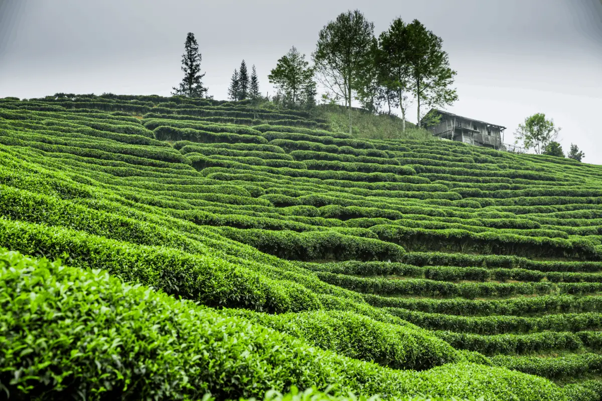 Where Does Tea Come From? Complete Guide: Camellia Sinensis - Tea Crossing