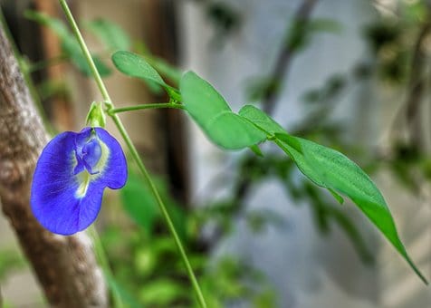 what does butterfly pea tea taste like