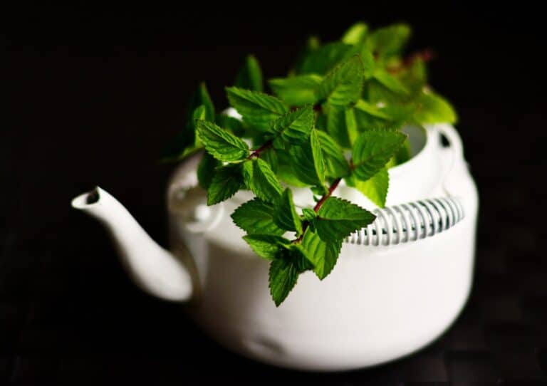 what-does-peppermint-tea-taste-like-tea-crossing